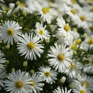 Astra krovitá (Aster ageratoides) ´STARSHINE´, kont. P9